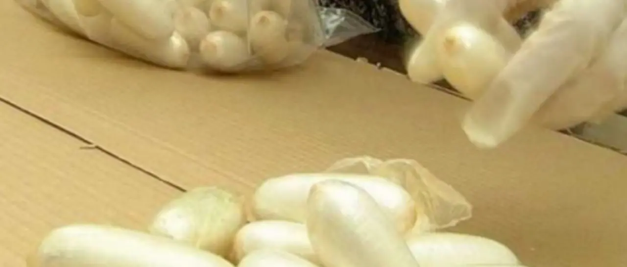 Caen 28 bolivianos en Brasil que transportaban un promedio de 90 cápsulas de droga en el estómago
